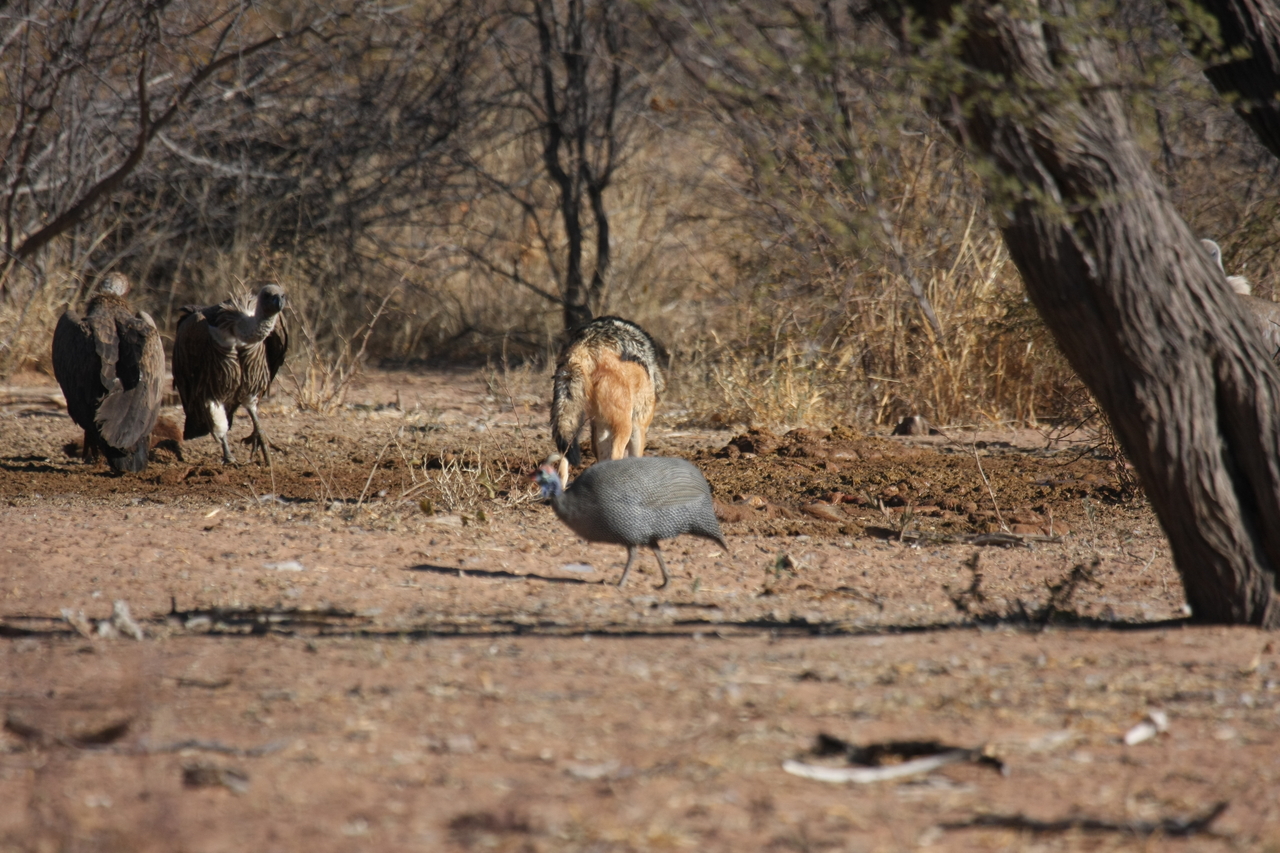[5458] 2016_06_23_10_03_39_Africa_Canon_EOS_40D_IMG__00155.jpg