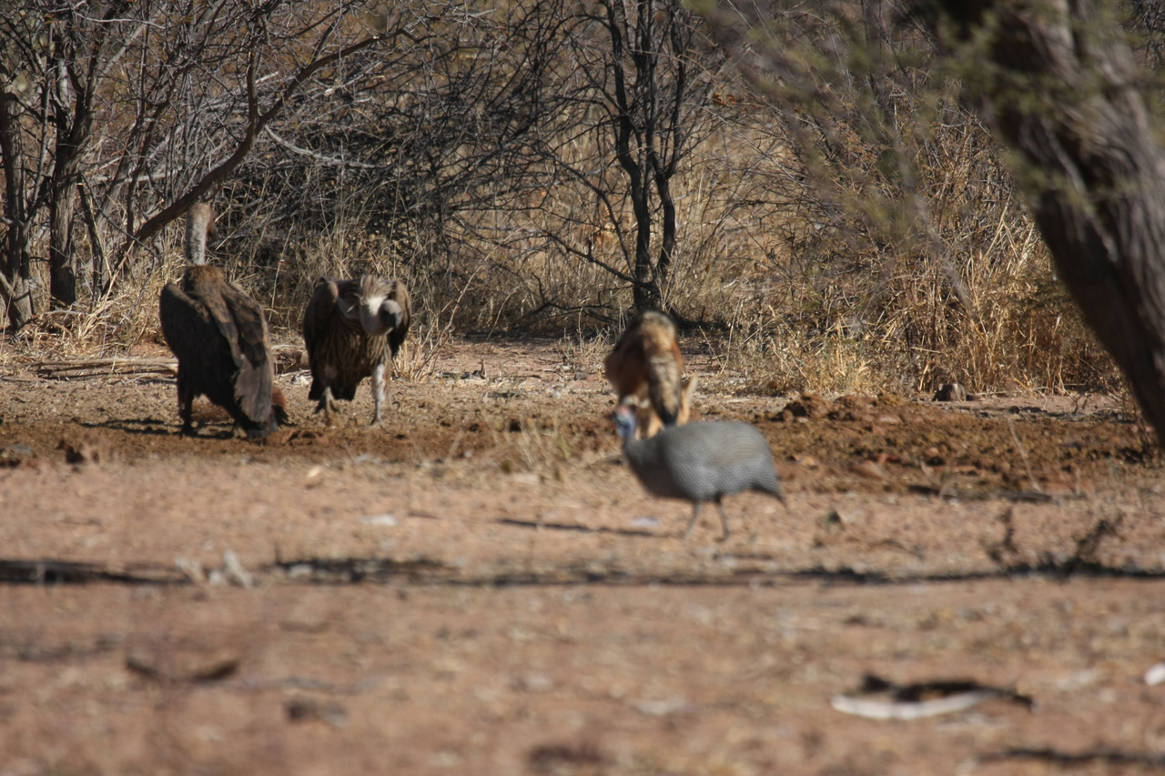 [5459] 2016_06_23_10_03_39_Africa_Canon_EOS_40D_IMG__00987.jpg