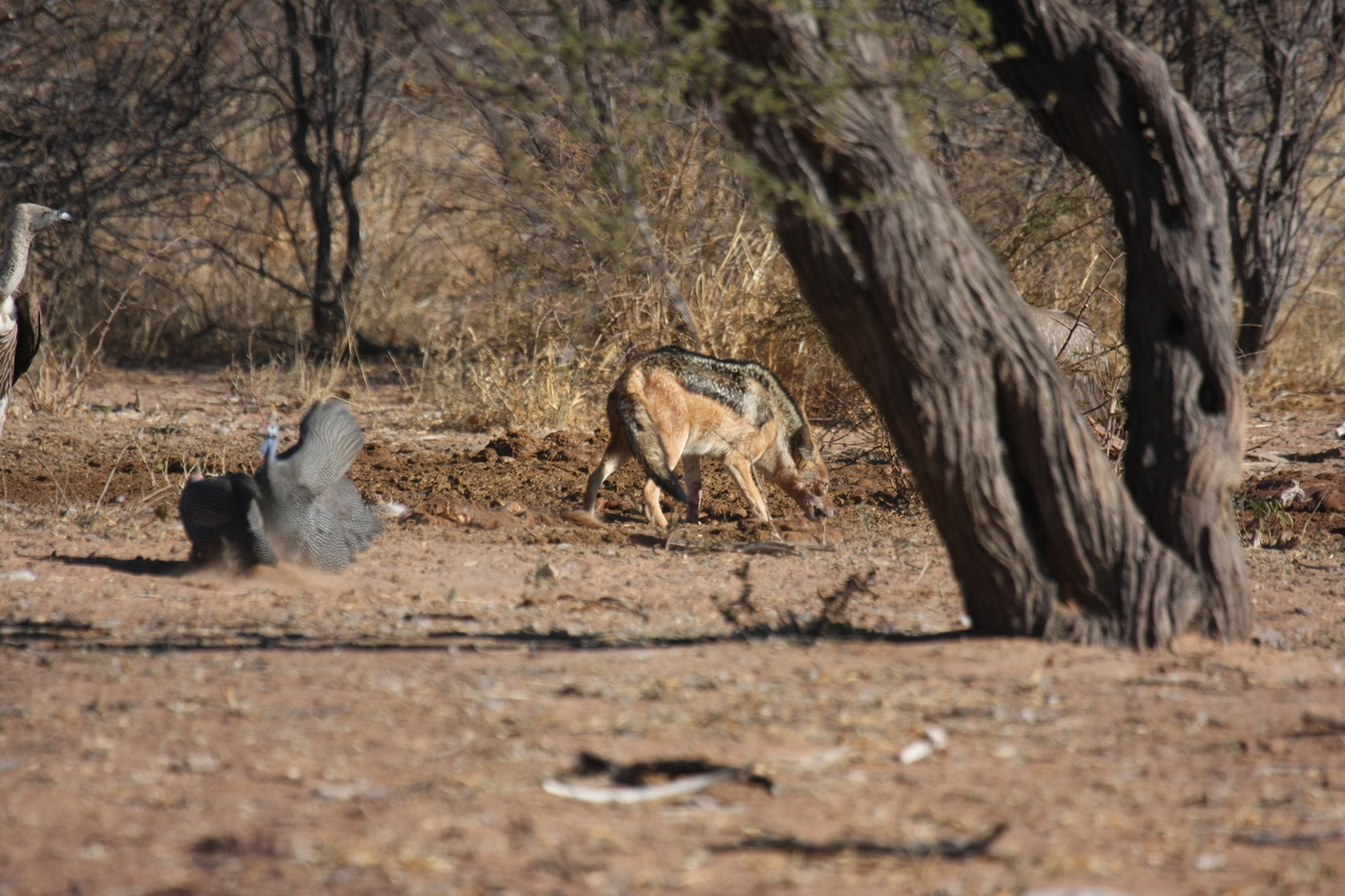 [5465] 2016_06_23_10_03_42_Africa_Canon_EOS_40D_IMG__00156.jpg