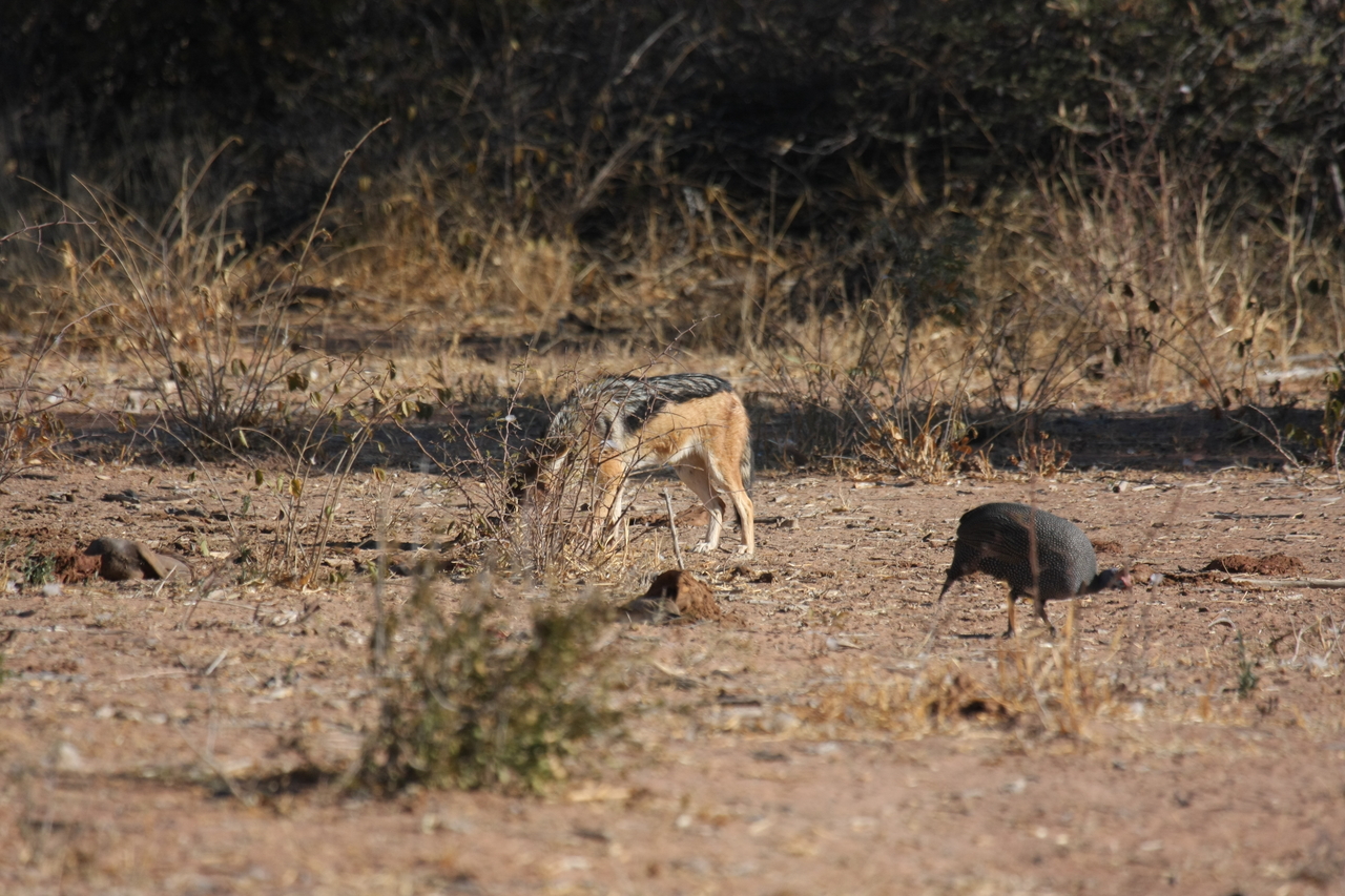 [5477] 2016_06_23_10_04_11_Africa_Canon_EOS_40D_IMG__00160.jpg