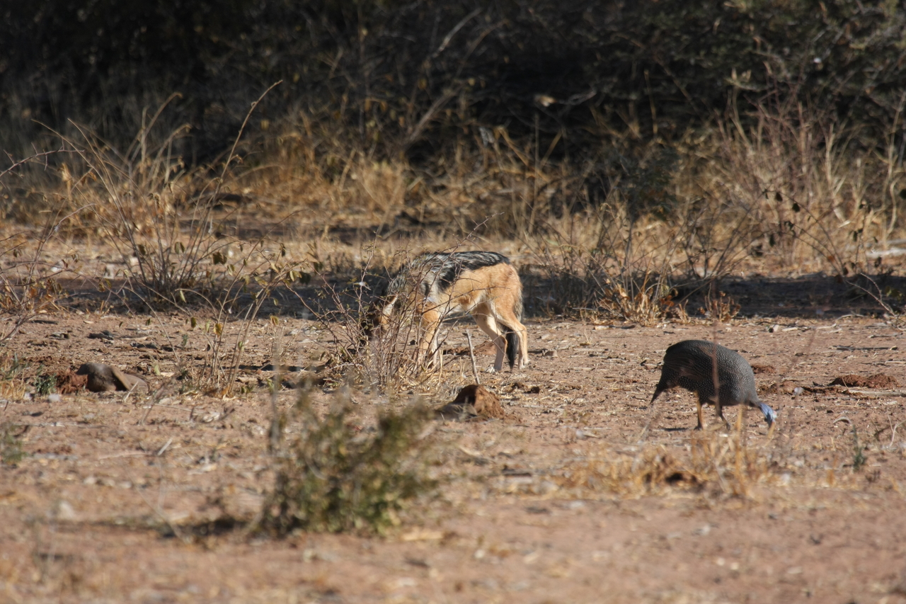 [5484] 2016_06_23_10_04_11_Africa_Canon_EOS_40D_IMG__08442.jpg