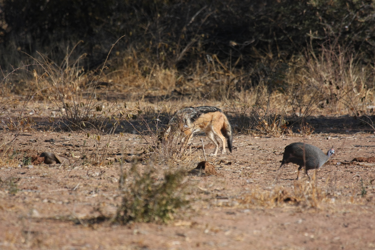 [5486] 2016_06_23_10_04_12_Africa_Canon_EOS_40D_IMG__00163.jpg