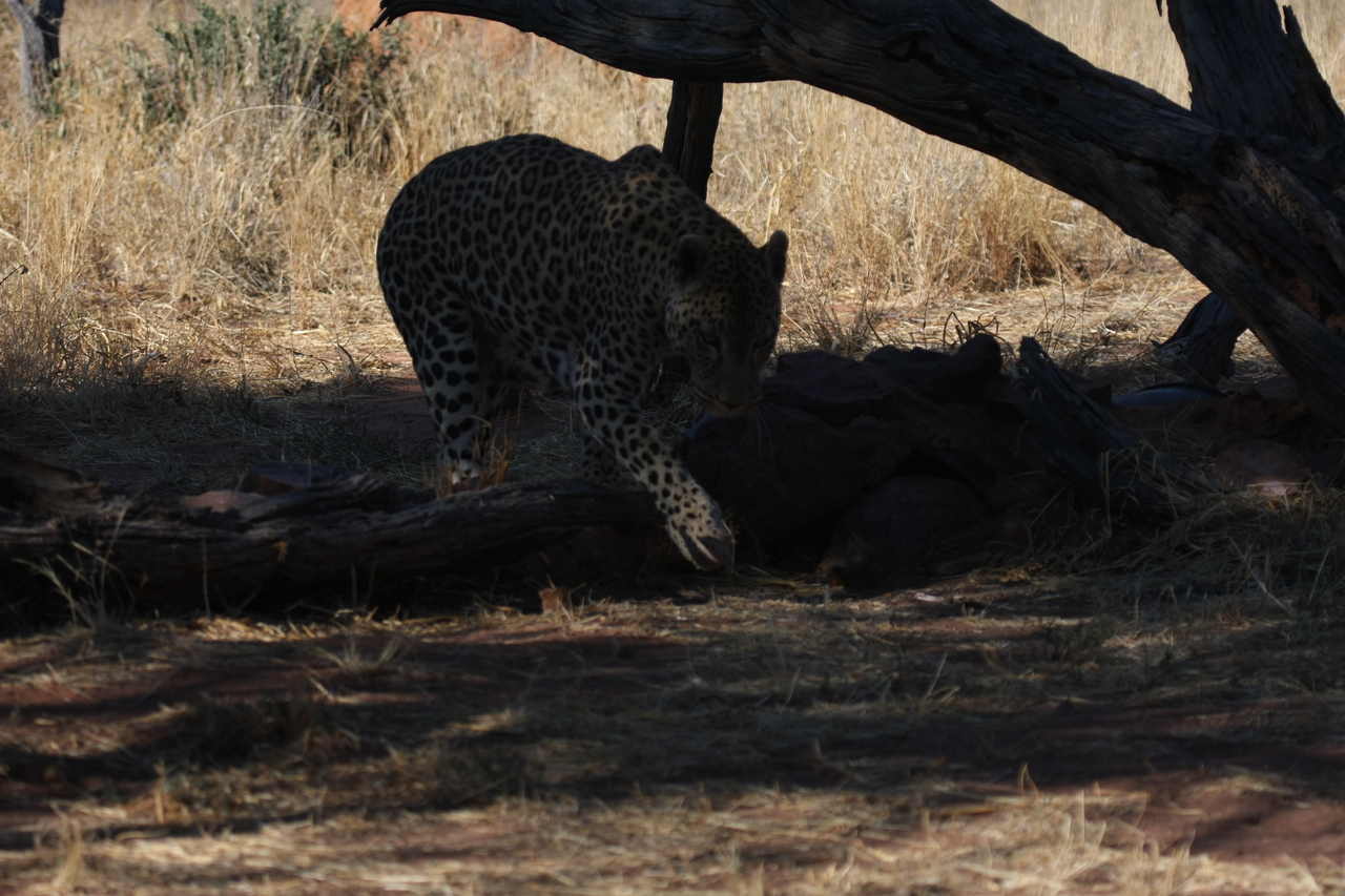 [5517] 2016_06_23_10_16_17_Africa_Canon_EOS_40D_IMG__08451.jpg