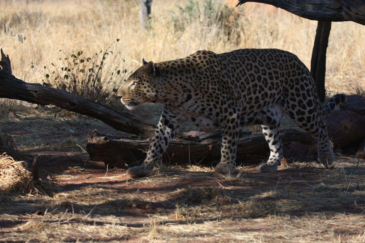 [5520] 2016_06_23_10_16_19_Africa_Canon_EOS_40D_IMG__08452.jpg