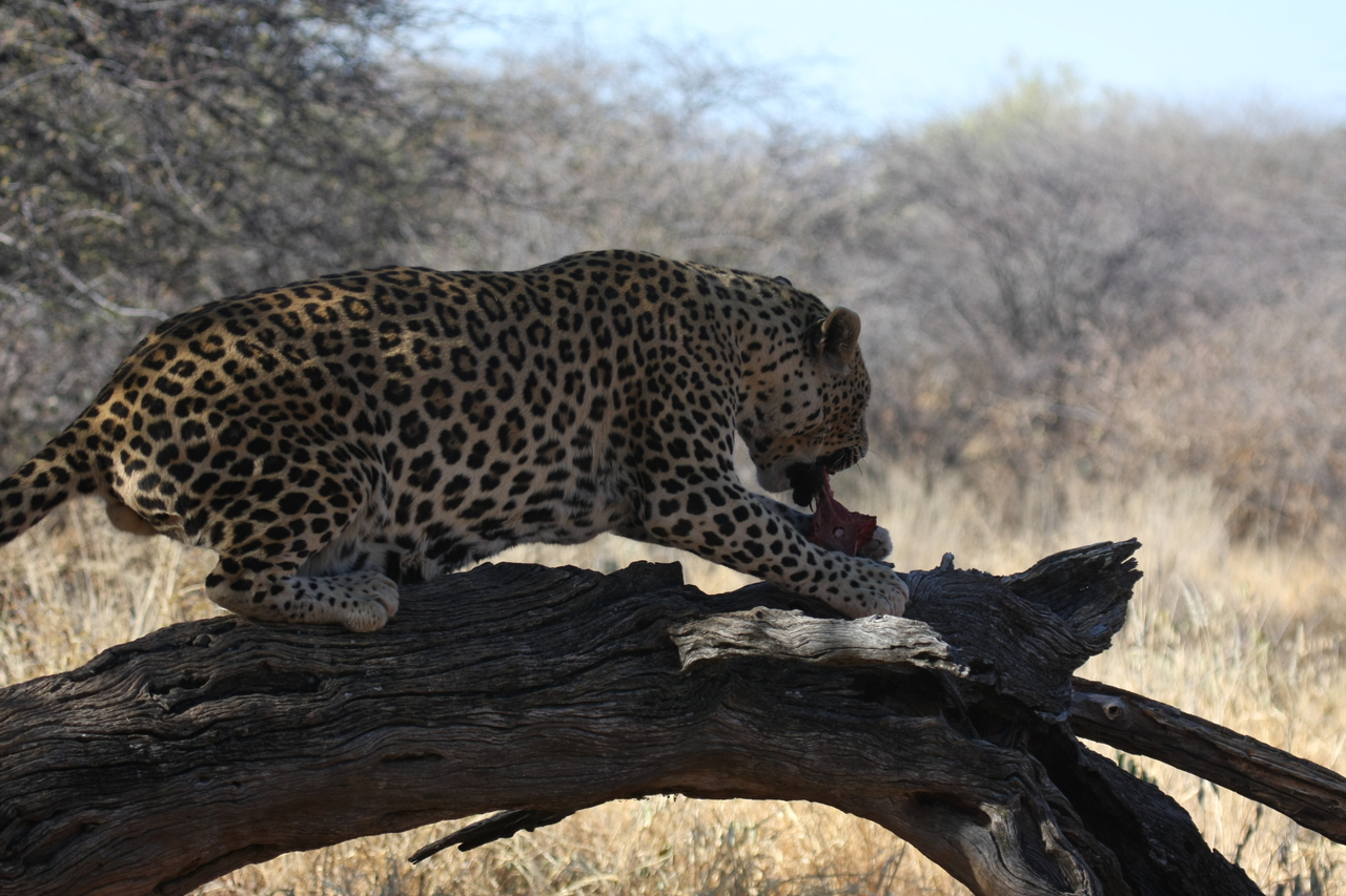 [5524] 2016_06_23_10_16_27_Africa_Canon_EOS_40D_IMG__00173.jpg