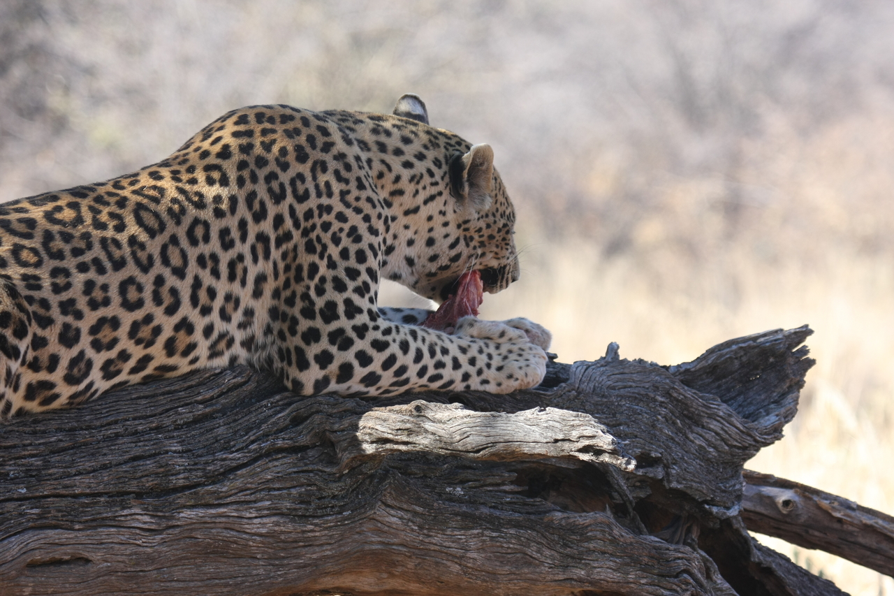 [5540] 2016_06_23_10_16_45_Africa_Canon_EOS_40D_IMG__00175.jpg