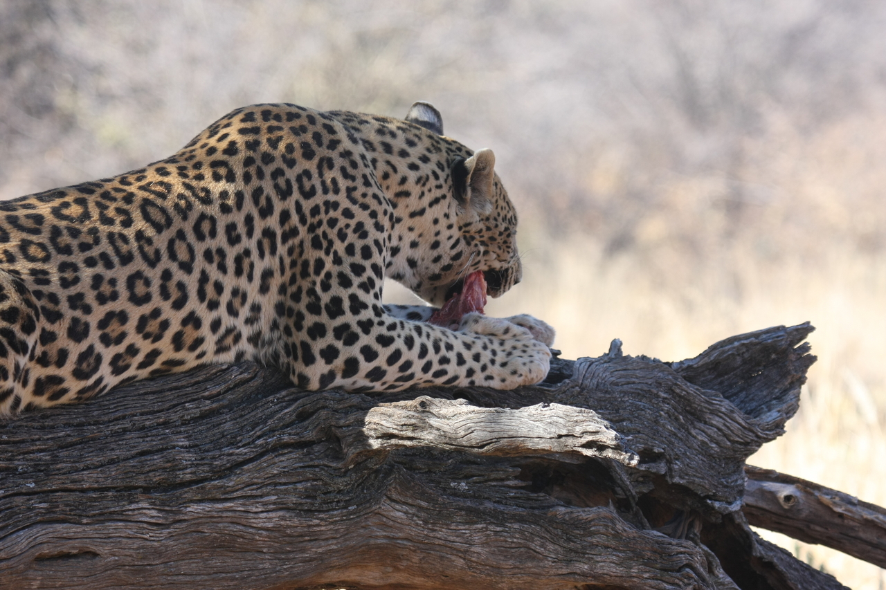 [5541] 2016_06_23_10_16_45_Africa_Canon_EOS_40D_IMG__01008.jpg