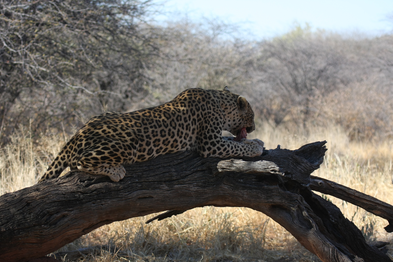 [5546] 2016_06_23_10_16_52_Africa_Canon_EOS_40D_IMG__00177.jpg