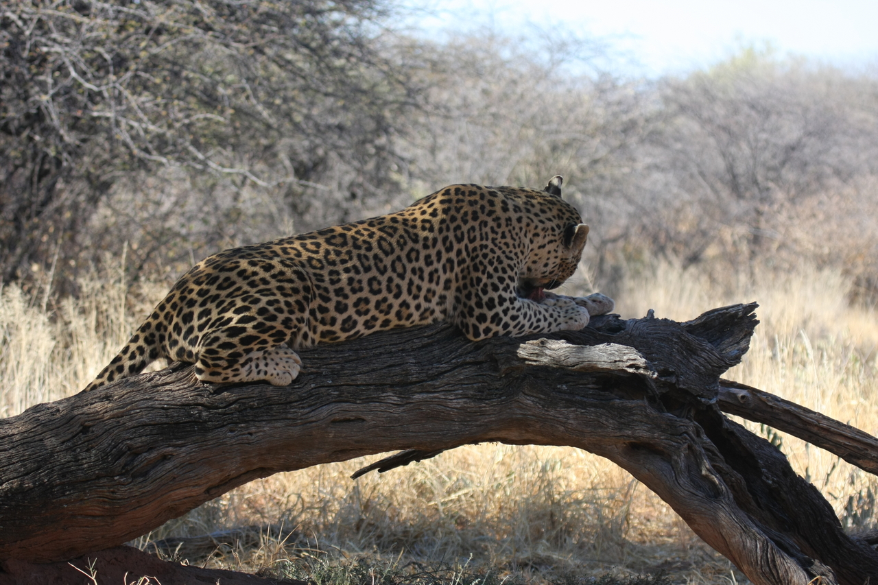 [5565] 2016_06_23_10_17_08_Africa_Canon_EOS_40D_IMG__08461.jpg