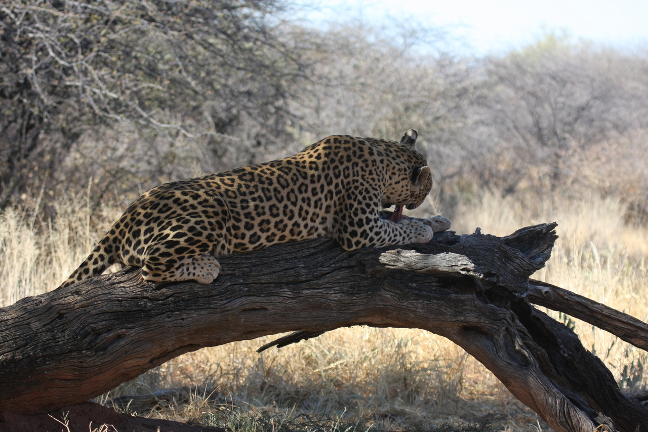 [5566] 2016_06_23_10_17_08_Africa_Canon_EOS_40D_IMG__08462.jpg