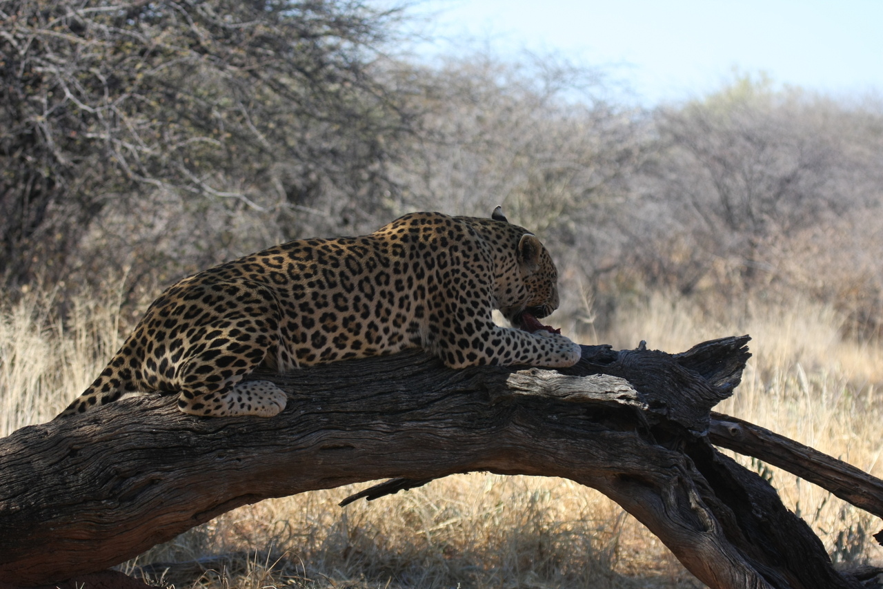 [5570] 2016_06_23_10_17_20_Africa_Canon_EOS_40D_IMG__01017.jpg