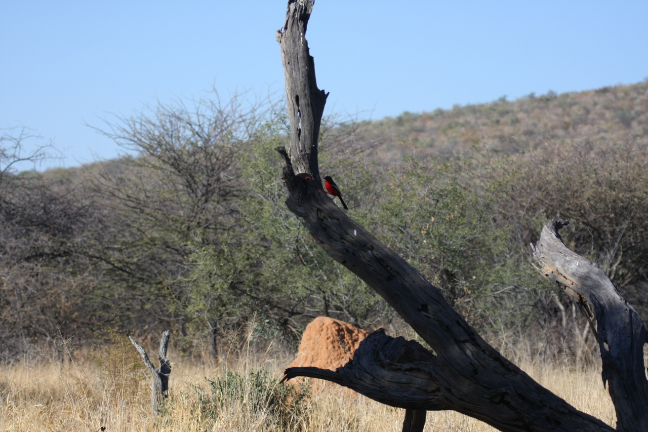 [5585] 2016_06_23_10_17_57_Africa_Canon_EOS_40D_IMG__01021.jpg