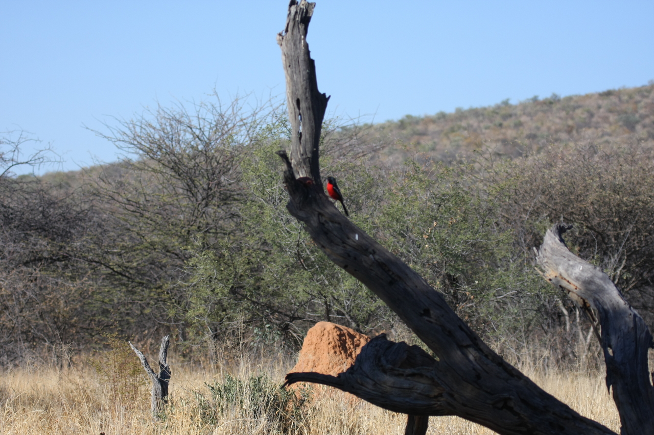 [5591] 2016_06_23_10_18_00_Africa_Canon_EOS_40D_IMG__00190.jpg