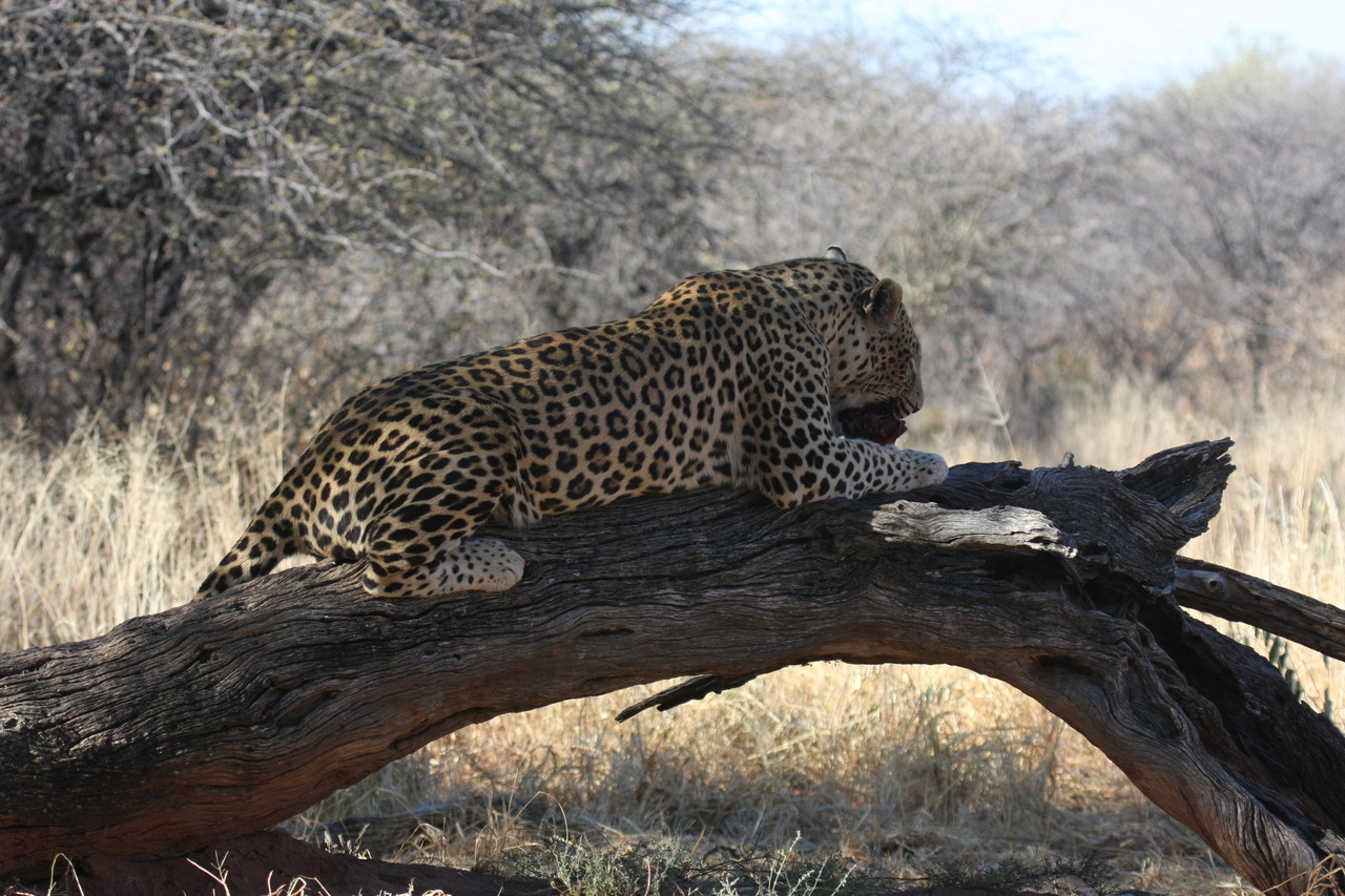 [5603] 2016_06_23_10_18_37_Africa_Canon_EOS_40D_IMG__01028.jpg