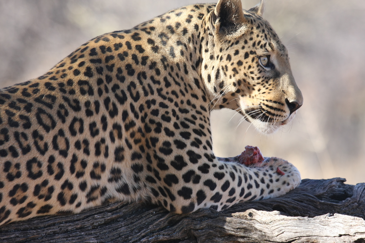 [5649] 2016_06_23_10_24_44_Africa_Canon_EOS_40D_IMG__08485.jpg