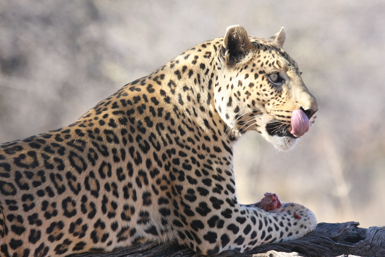 [5655] 2016_06_23_10_24_45_Africa_Canon_EOS_40D_IMG__08487.jpg