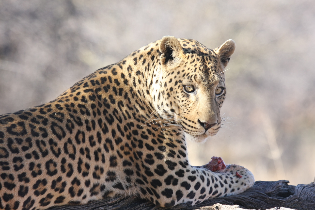 [5659] 2016_06_23_10_24_46_Africa_Canon_EOS_40D_IMG__01042.jpg