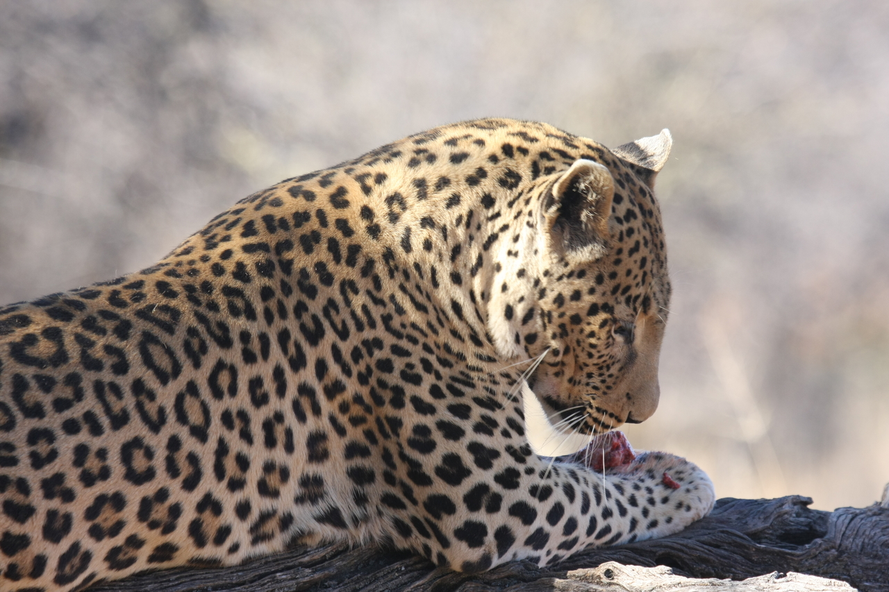 [5660] 2016_06_23_10_24_46_Africa_Canon_EOS_40D_IMG__01043.jpg