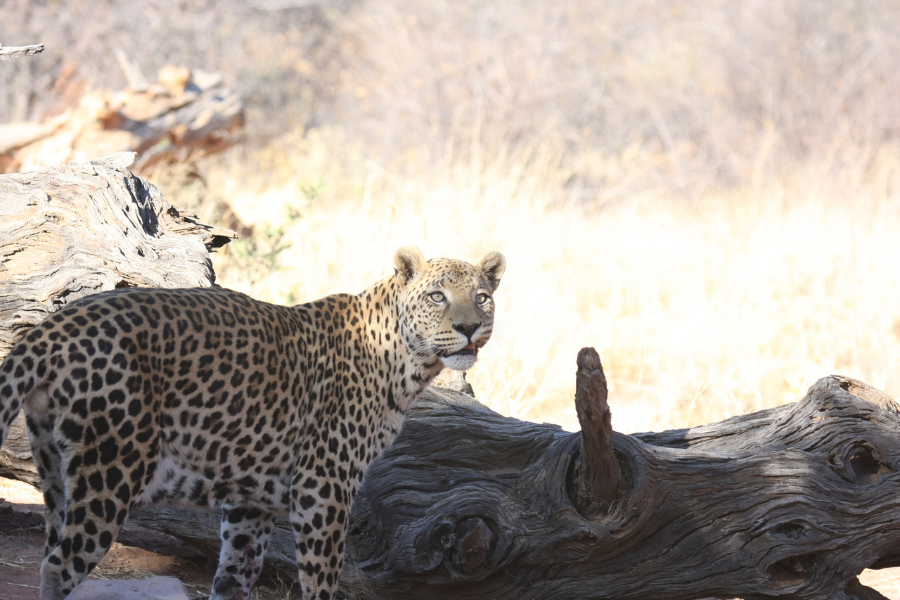 [5666] 2016_06_23_10_25_11_Africa_Canon_EOS_40D_IMG__01044.jpg