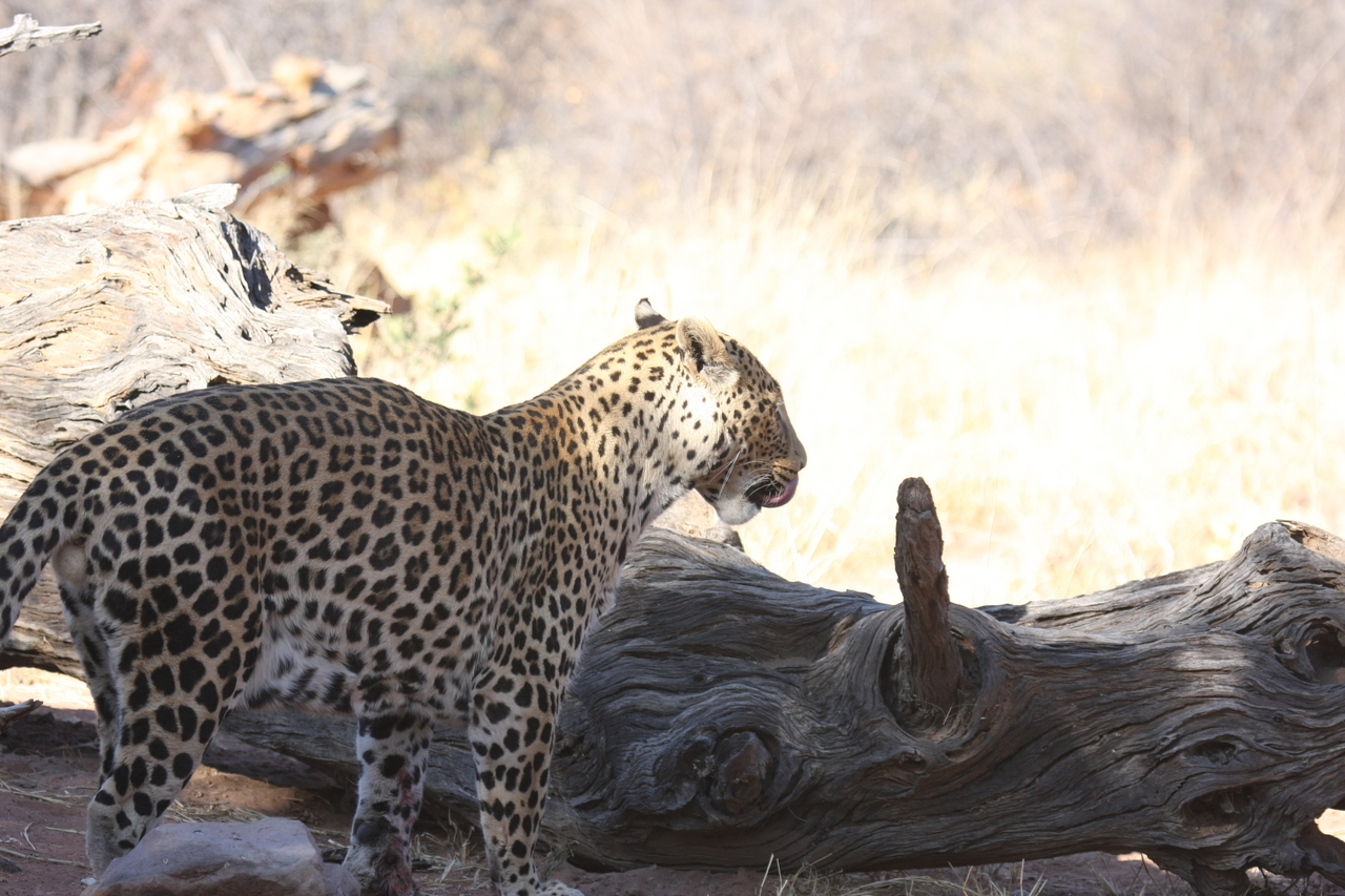 [5668] 2016_06_23_10_25_11_Africa_Canon_EOS_40D_IMG__01046.jpg