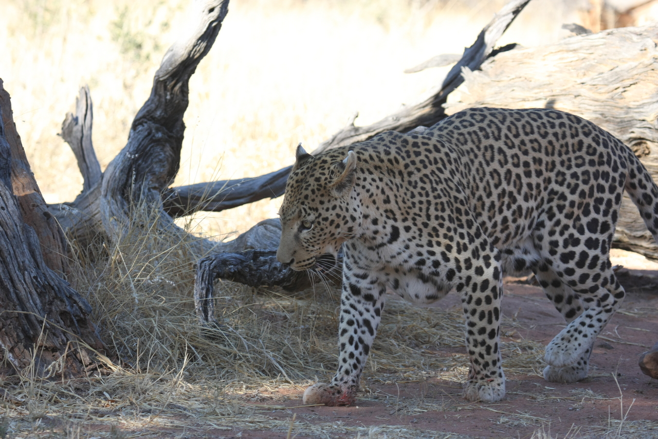 [5674] 2016_06_23_10_25_15_Africa_Canon_EOS_40D_IMG__08494.jpg