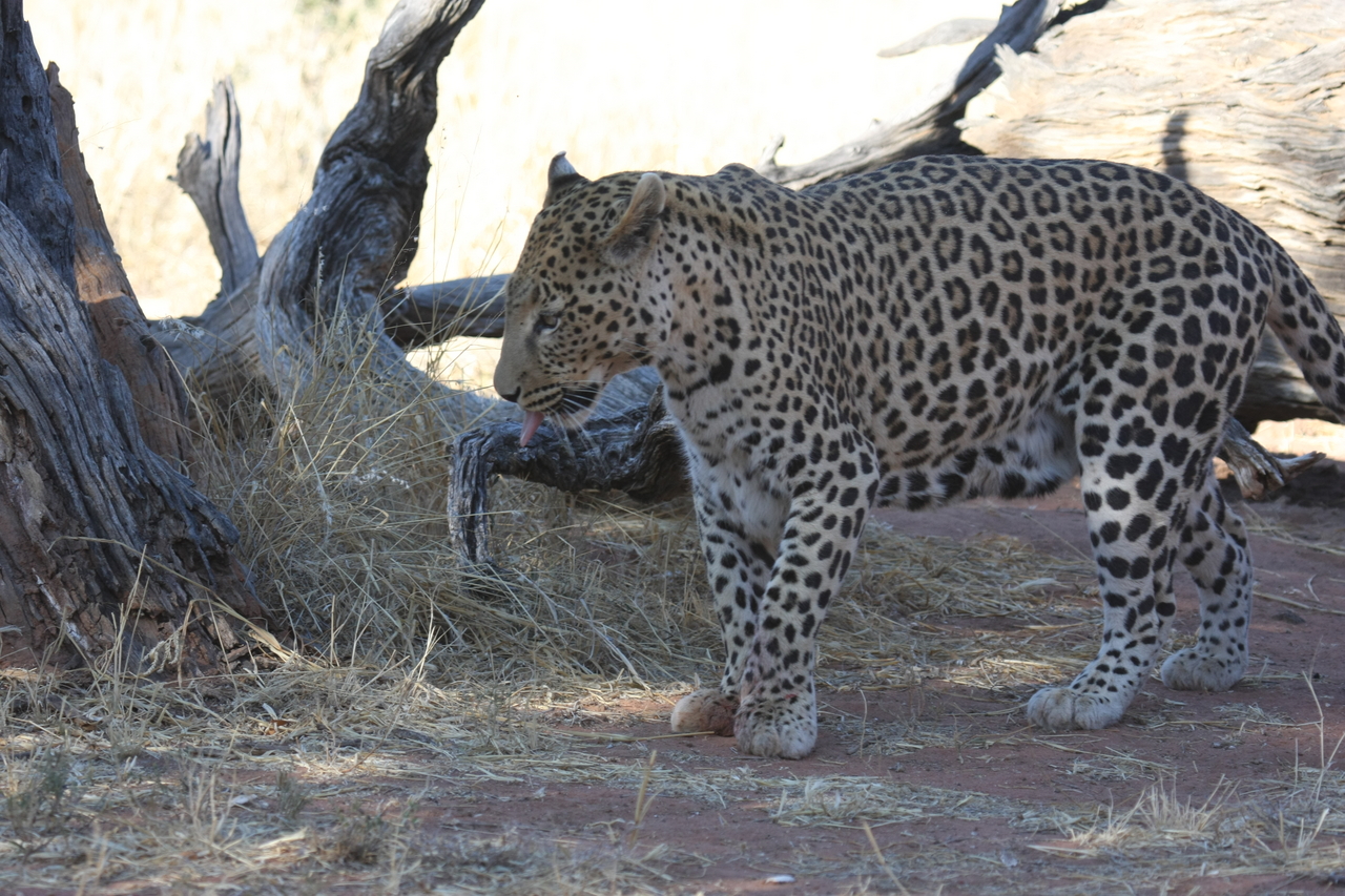 [5695] 2016_06_23_10_25_20_Africa_Canon_EOS_40D_IMG__01054.jpg