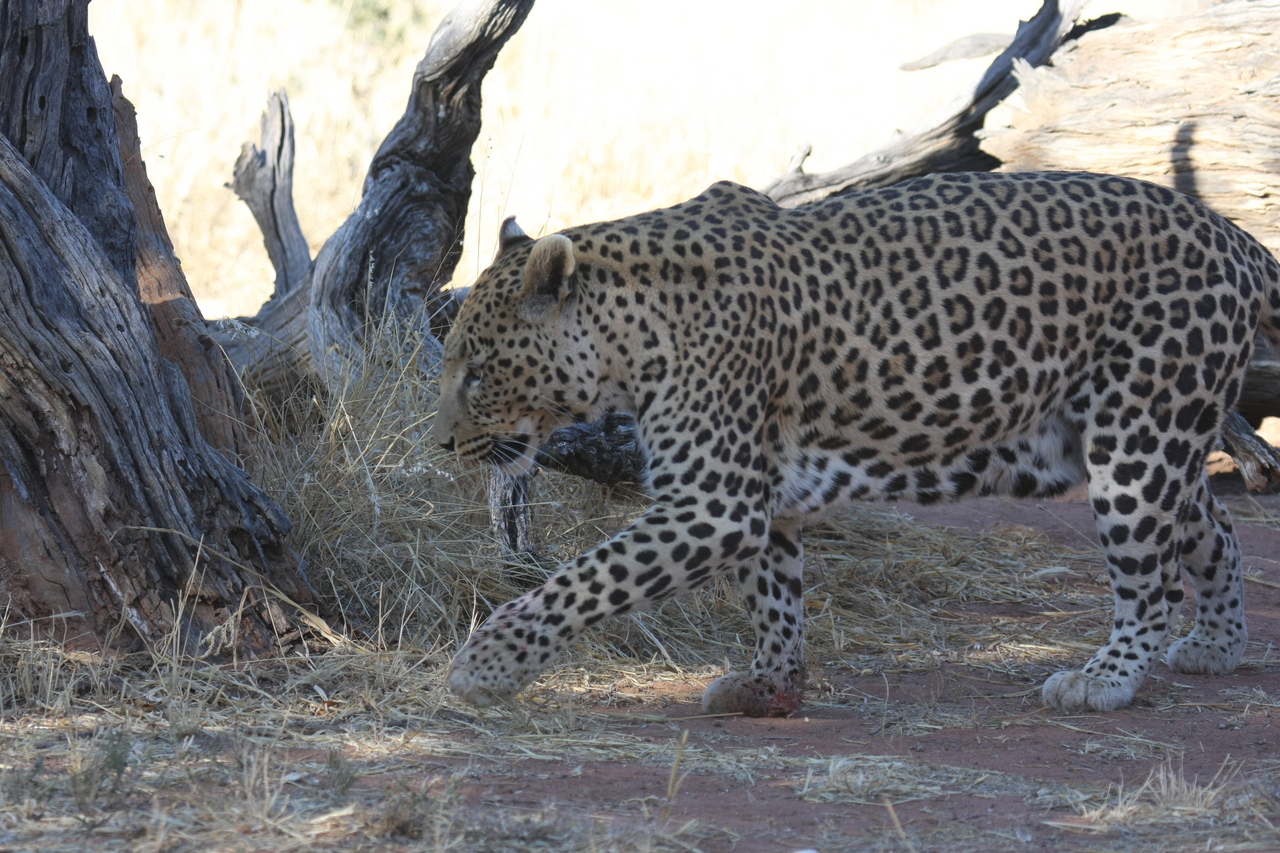 [5698] 2016_06_23_10_25_20_Africa_Canon_EOS_40D_IMG__08502.jpg