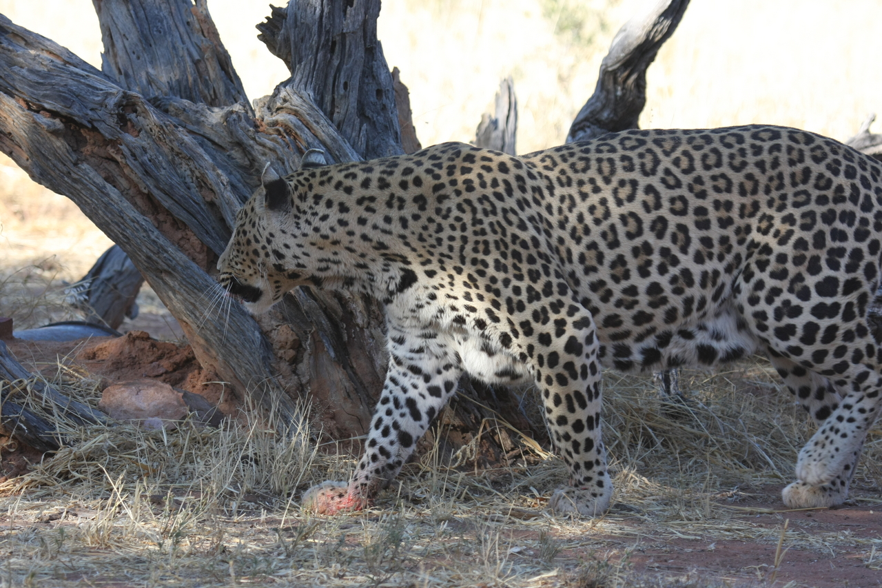 [5701] 2016_06_23_10_25_21_Africa_Canon_EOS_40D_IMG__08503.jpg