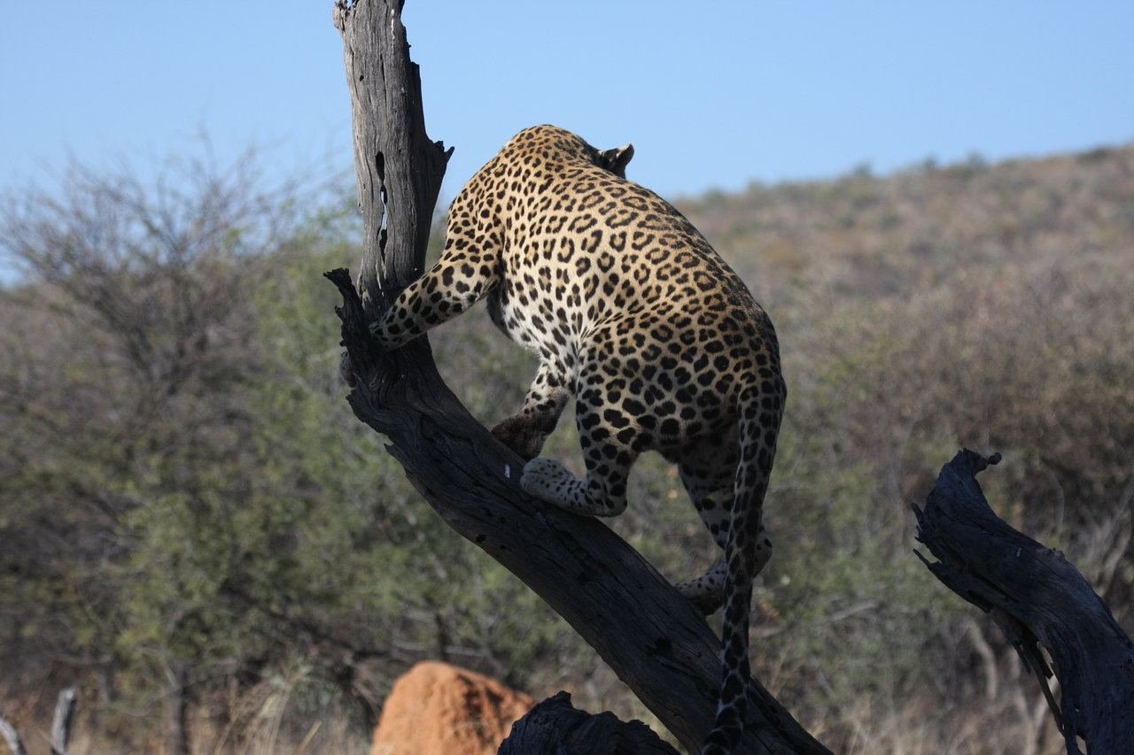 [5706] 2016_06_23_10_25_31_Africa_Canon_EOS_40D_IMG__01058.jpg