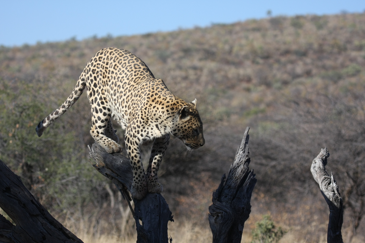 [5728] 2016_06_23_10_25_46_Africa_Canon_EOS_40D_IMG__00233.jpg