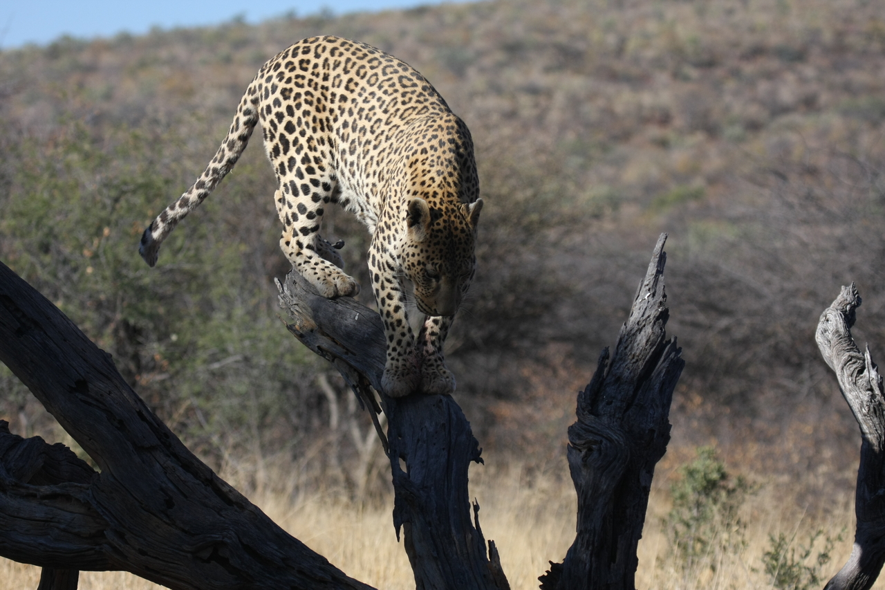 [5732] 2016_06_23_10_25_46_Africa_Canon_EOS_40D_IMG__08512.jpg