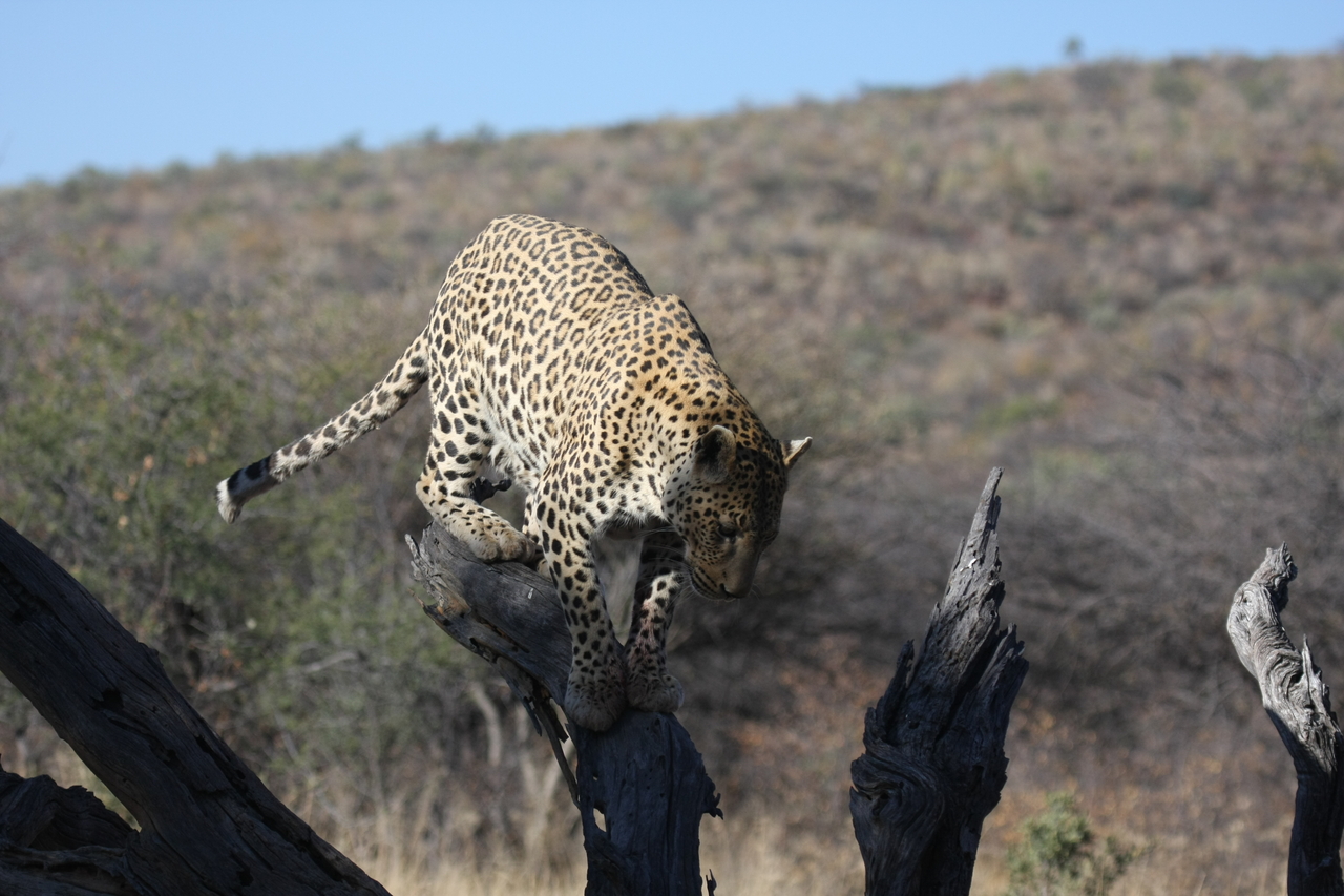 [5742] 2016_06_23_10_25_47_Africa_Canon_EOS_40D_IMG__08516.jpg