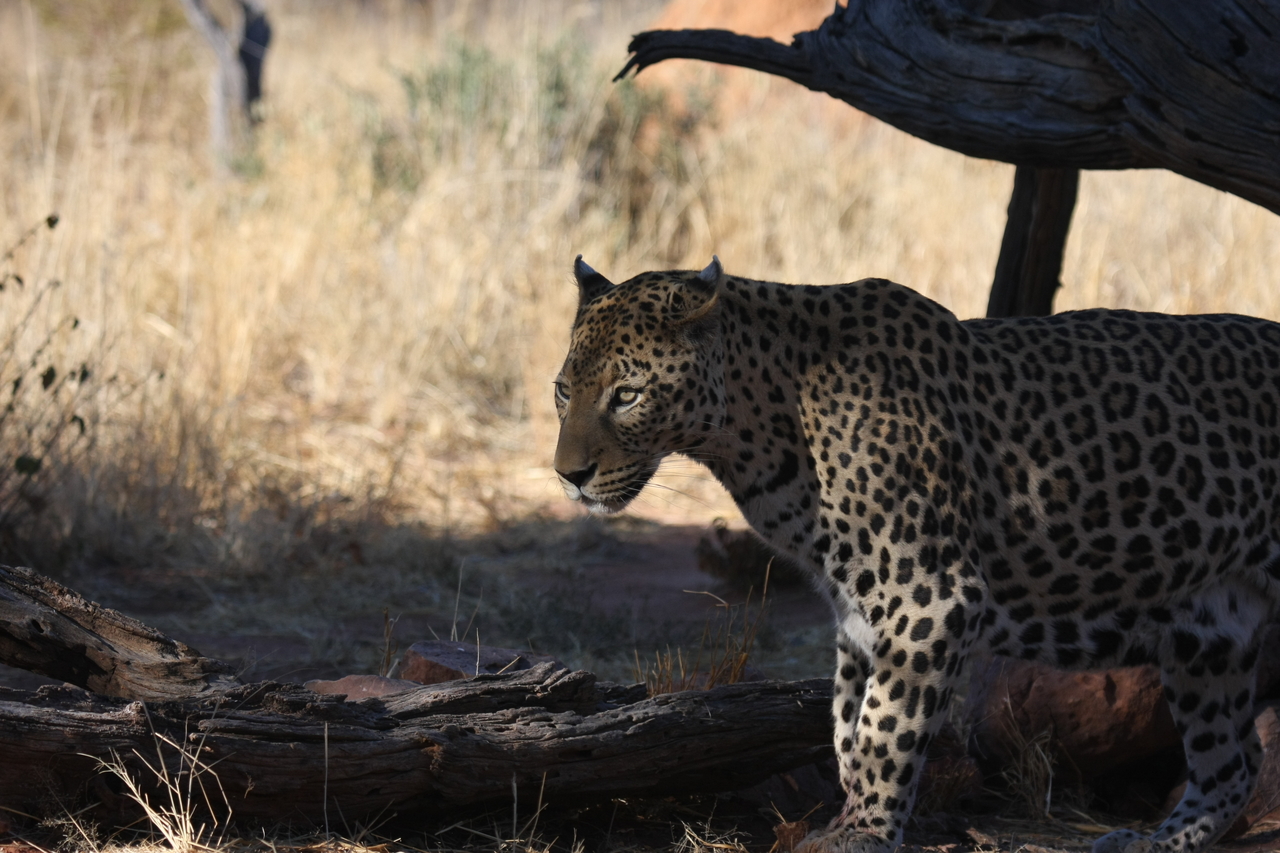 [5753] 2016_06_23_10_26_03_Africa_Canon_EOS_40D_IMG__00240.jpg