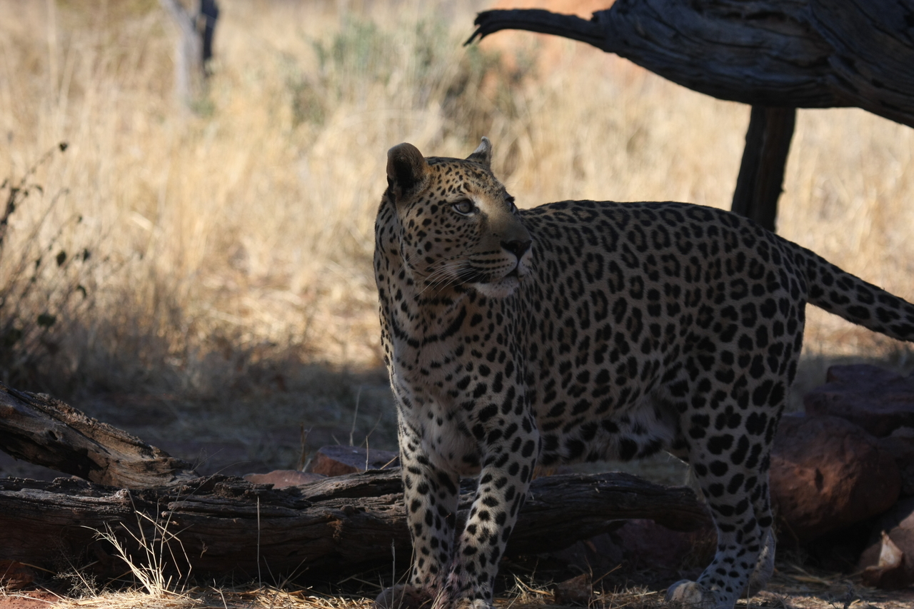 [5763] 2016_06_23_10_26_04_Africa_Canon_EOS_40D_IMG__00244.jpg