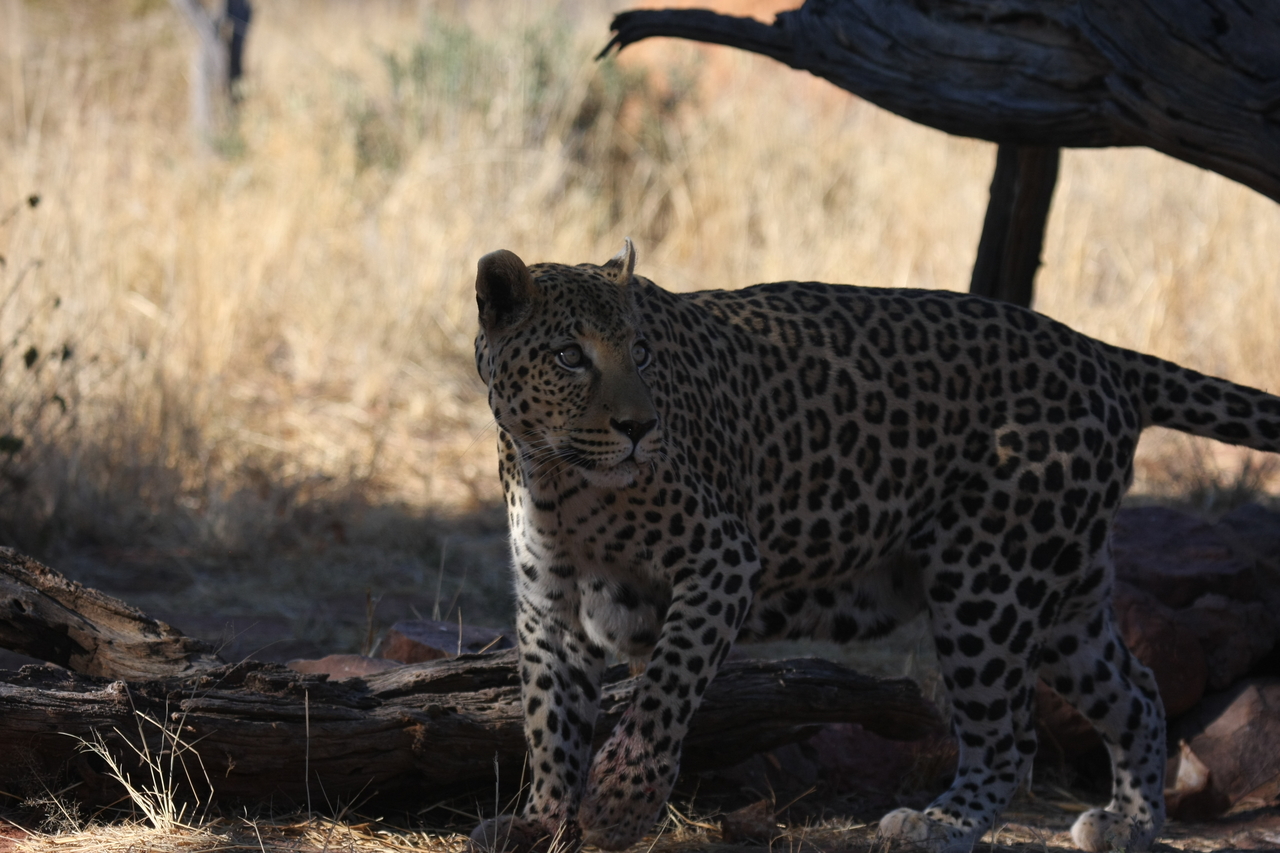 [5768] 2016_06_23_10_26_04_Africa_Canon_EOS_40D_IMG__08524.jpg