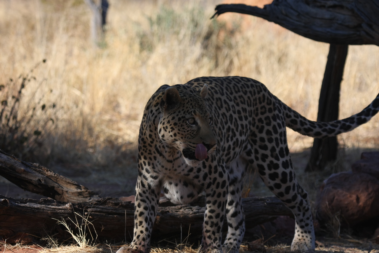 [5772] 2016_06_23_10_26_05_Africa_Canon_EOS_40D_IMG__00247.jpg