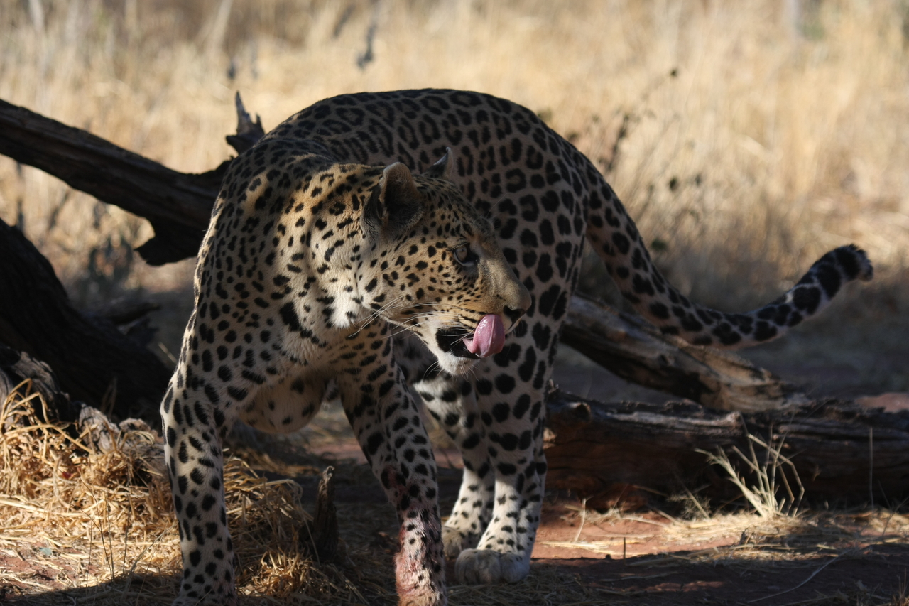 [5779] 2016_06_23_10_26_10_Africa_Canon_EOS_40D_IMG__00250.jpg