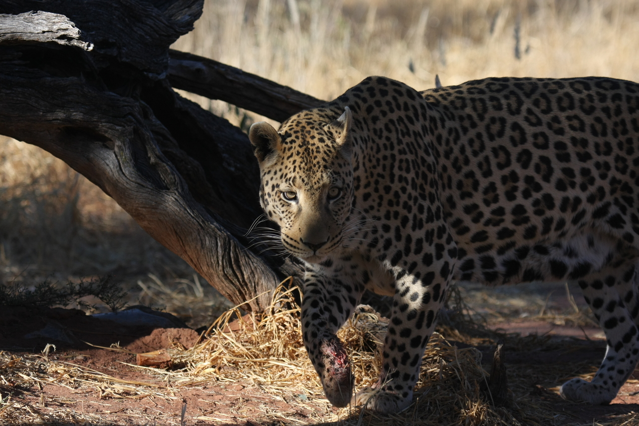 [5783] 2016_06_23_10_26_10_Africa_Canon_EOS_40D_IMG__08529.jpg