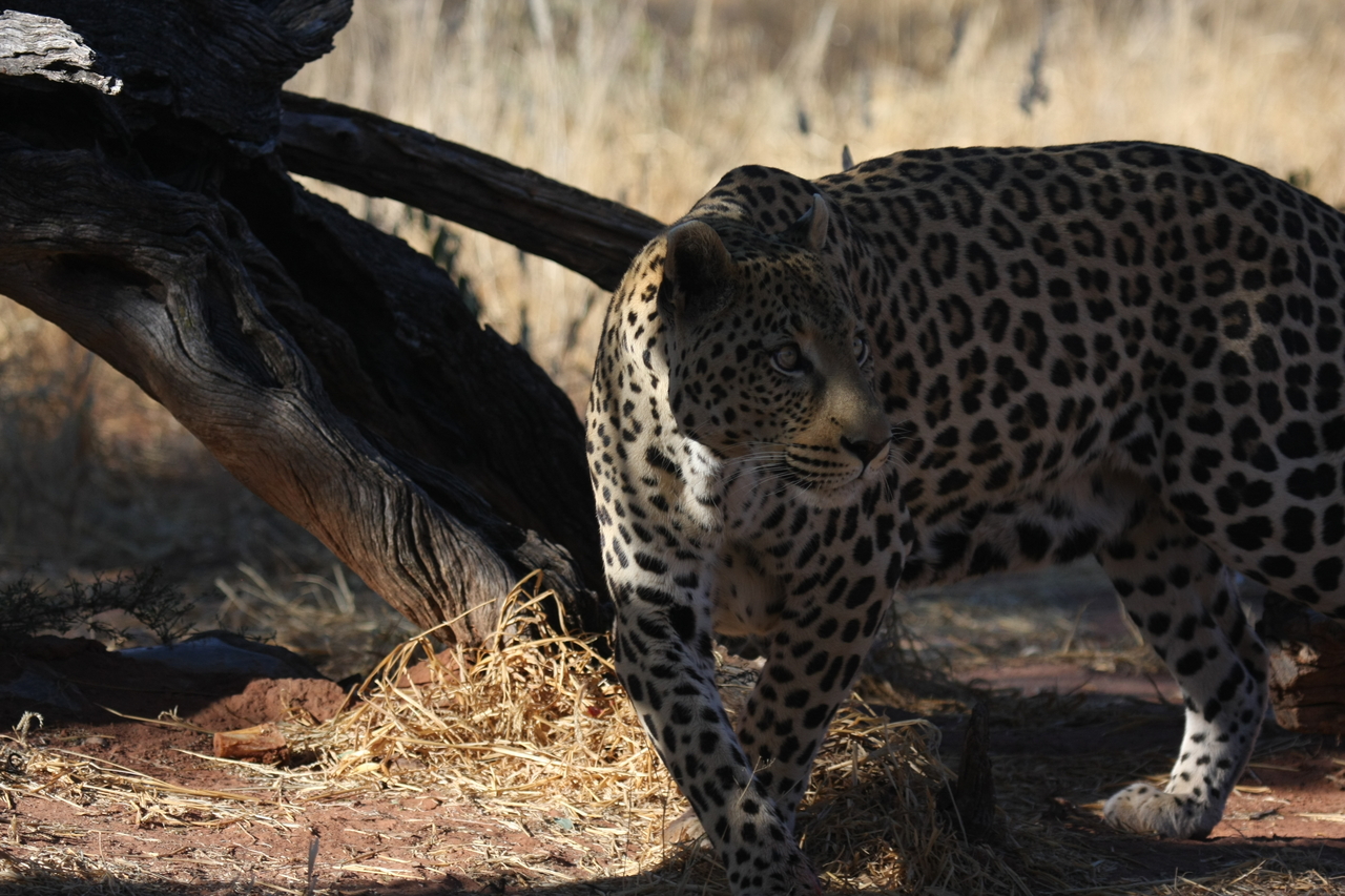 [5784] 2016_06_23_10_26_10_Africa_Canon_EOS_40D_IMG__08530.jpg