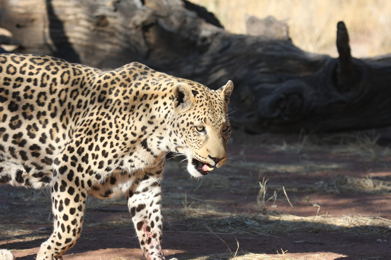 [5787] 2016_06_23_10_26_17_Africa_Canon_EOS_40D_IMG__00252.jpg