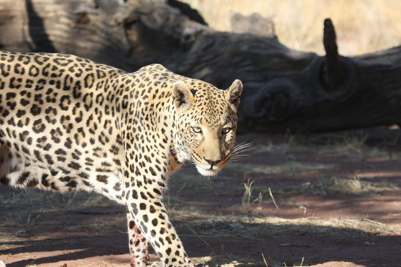 [5788] 2016_06_23_10_26_17_Africa_Canon_EOS_40D_IMG__00253.jpg