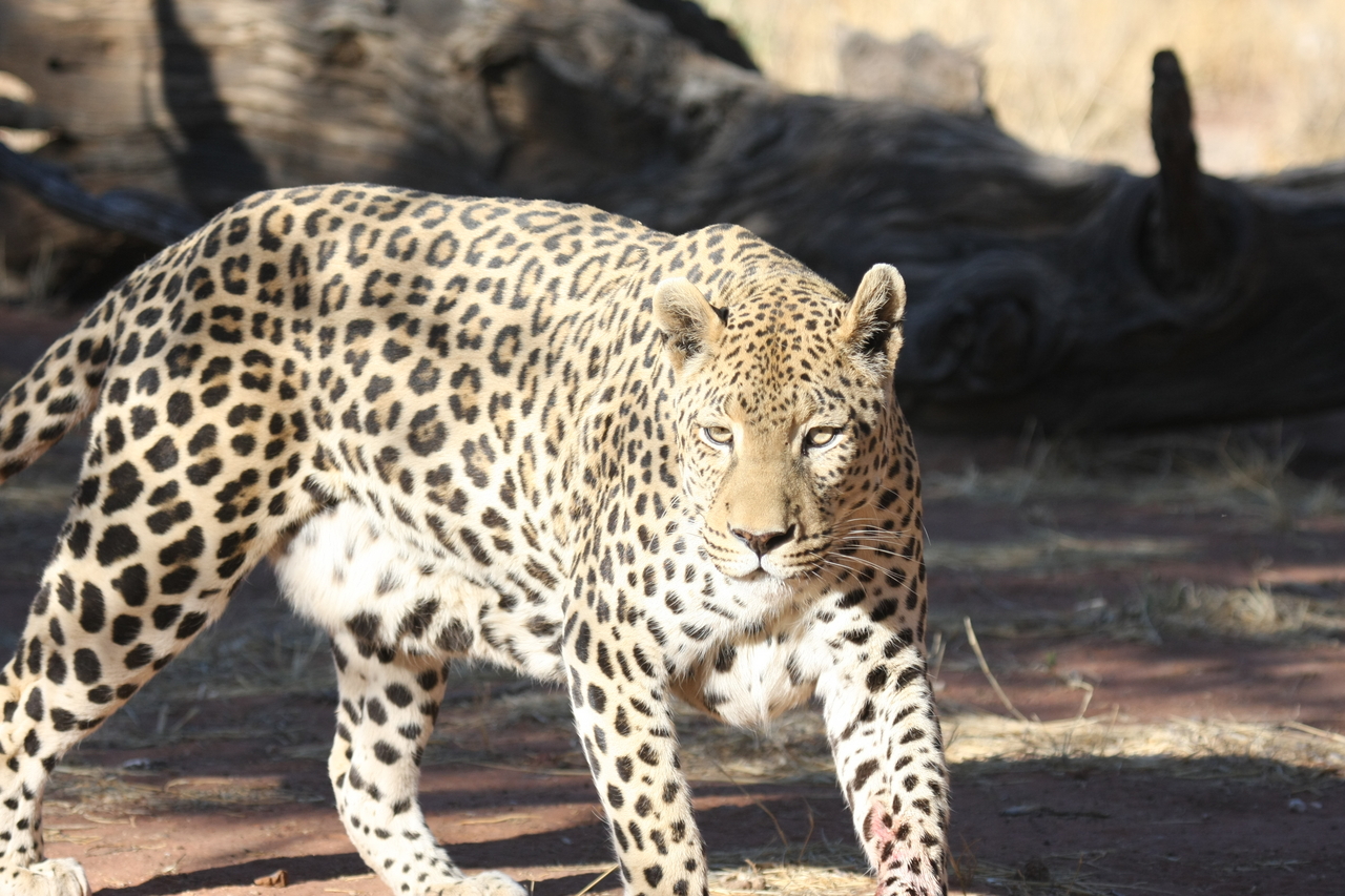 [5796] 2016_06_23_10_26_18_Africa_Canon_EOS_40D_IMG__00255.jpg