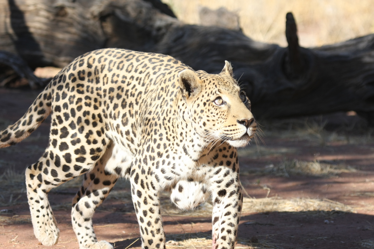 [5803] 2016_06_23_10_26_18_Africa_Canon_EOS_40D_IMG__08537.jpg