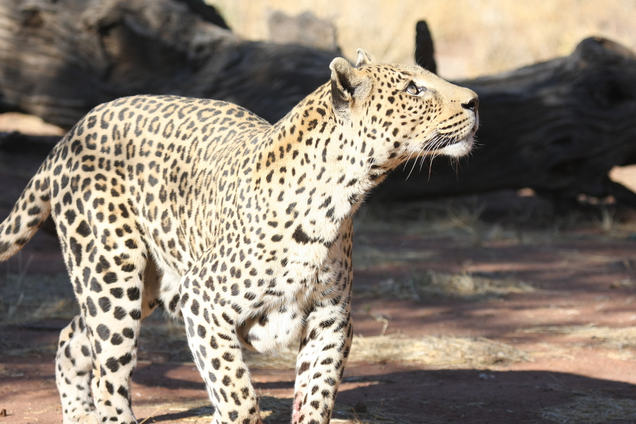 [5805] 2016_06_23_10_26_19_Africa_Canon_EOS_40D_IMG__01091.jpg