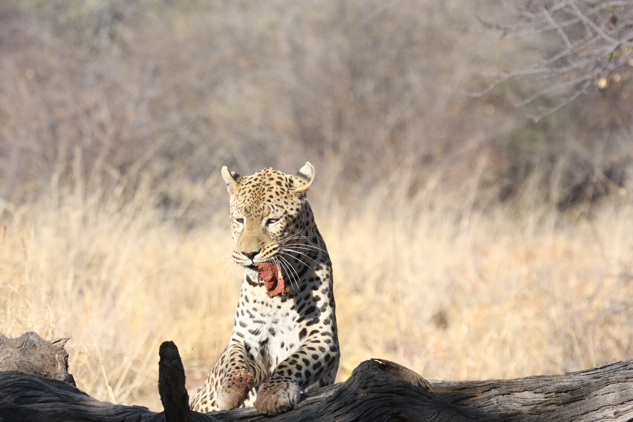 [5831] 2016_06_23_10_26_58_Africa_Canon_EOS_40D_IMG__00262.jpg