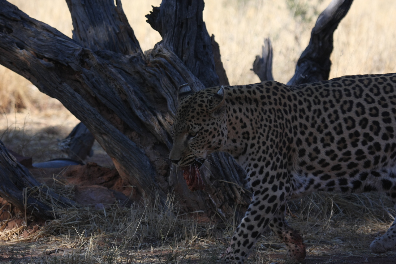 [5841] 2016_06_23_10_27_04_Africa_Canon_EOS_40D_IMG__00266.jpg