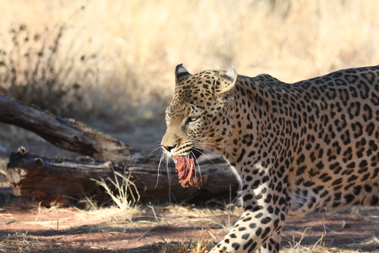 [5849] 2016_06_23_10_27_07_Africa_Canon_EOS_40D_IMG__01102.jpg