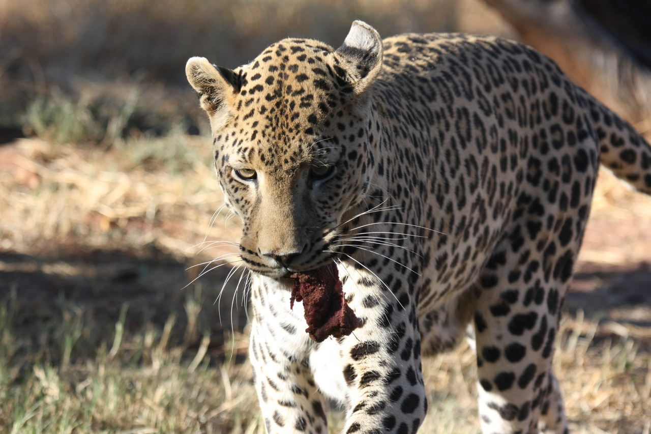 [5852] 2016_06_23_10_27_11_Africa_Canon_EOS_40D_IMG__00269.jpg