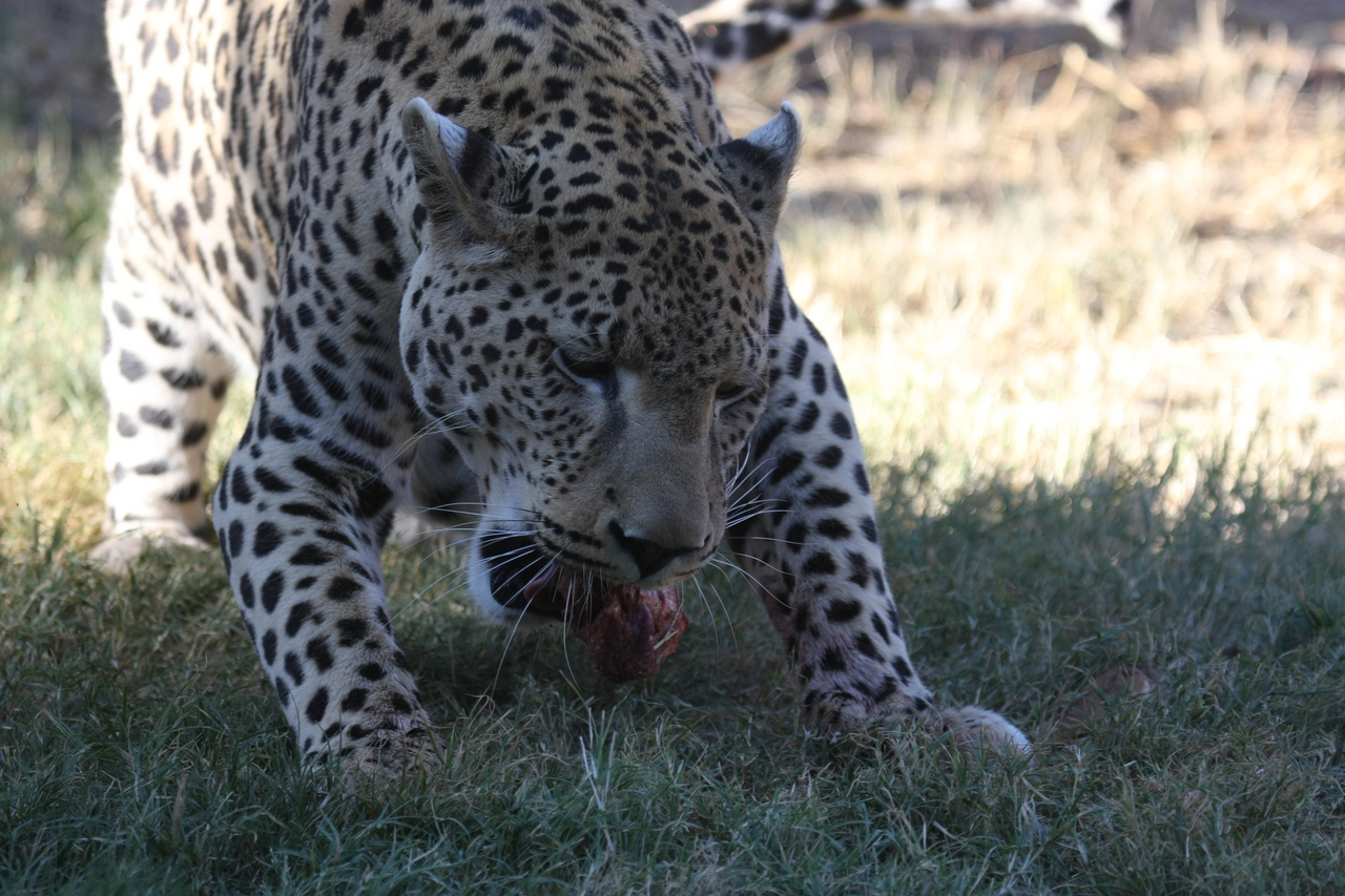 [5857] 2016_06_23_10_27_19_Africa_Canon_EOS_40D_IMG__00272.jpg