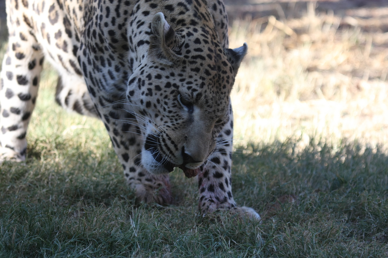 [5861] 2016_06_23_10_27_19_Africa_Canon_EOS_40D_IMG__08551.jpg